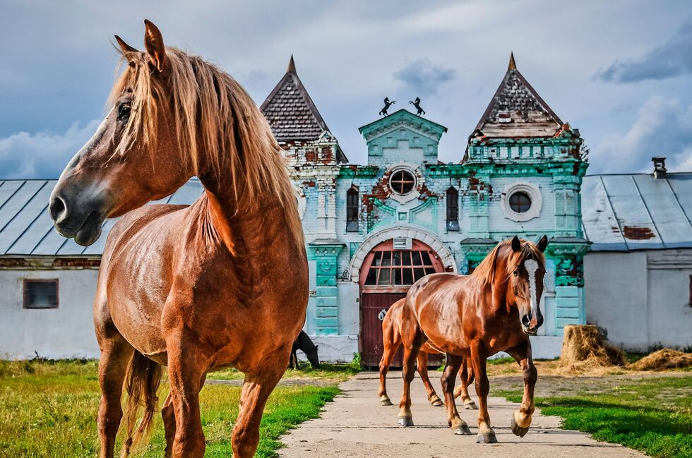 Для страницы Реклама и Спецпроекты. Анонс Фотопроекты - Rossiya Segodnya, 980